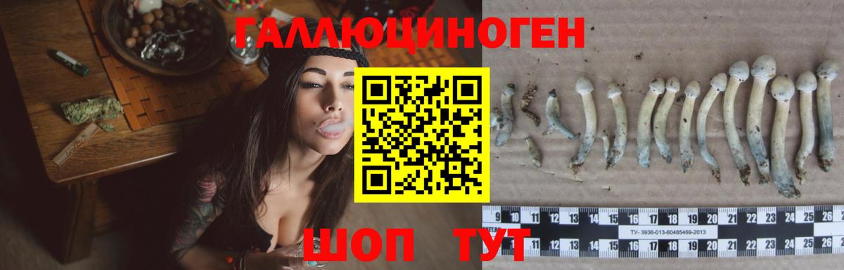 Псилоцибиновые грибы Psilocybine cubensis Югорск